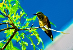 HummingbirdPerching