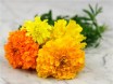 AfricanMarigolds3