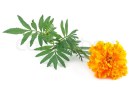 Marigoldstem2