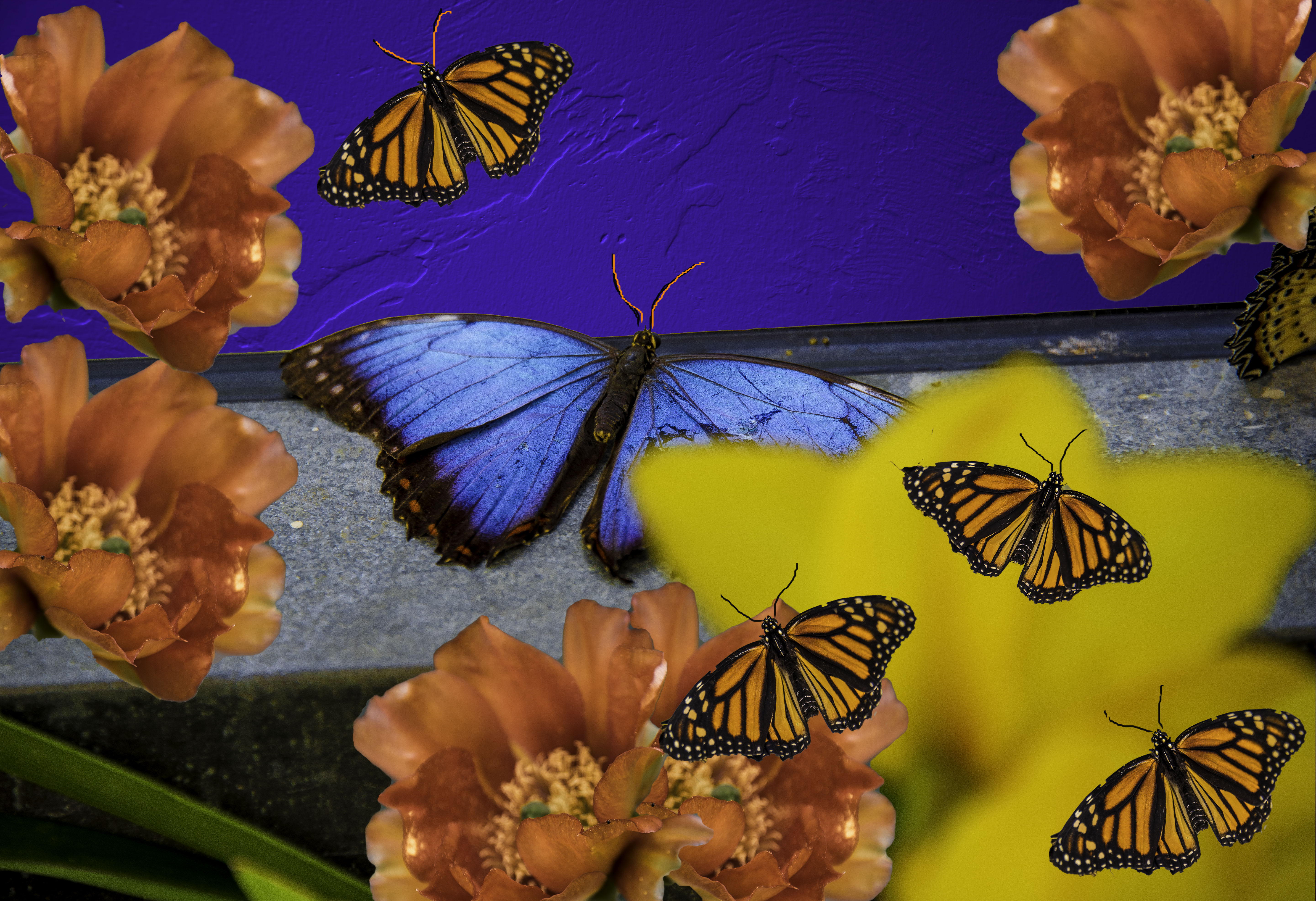 bluebutterfly2-19-edit-4