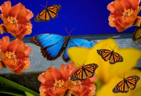 bluebutterfly2-19-edit-4