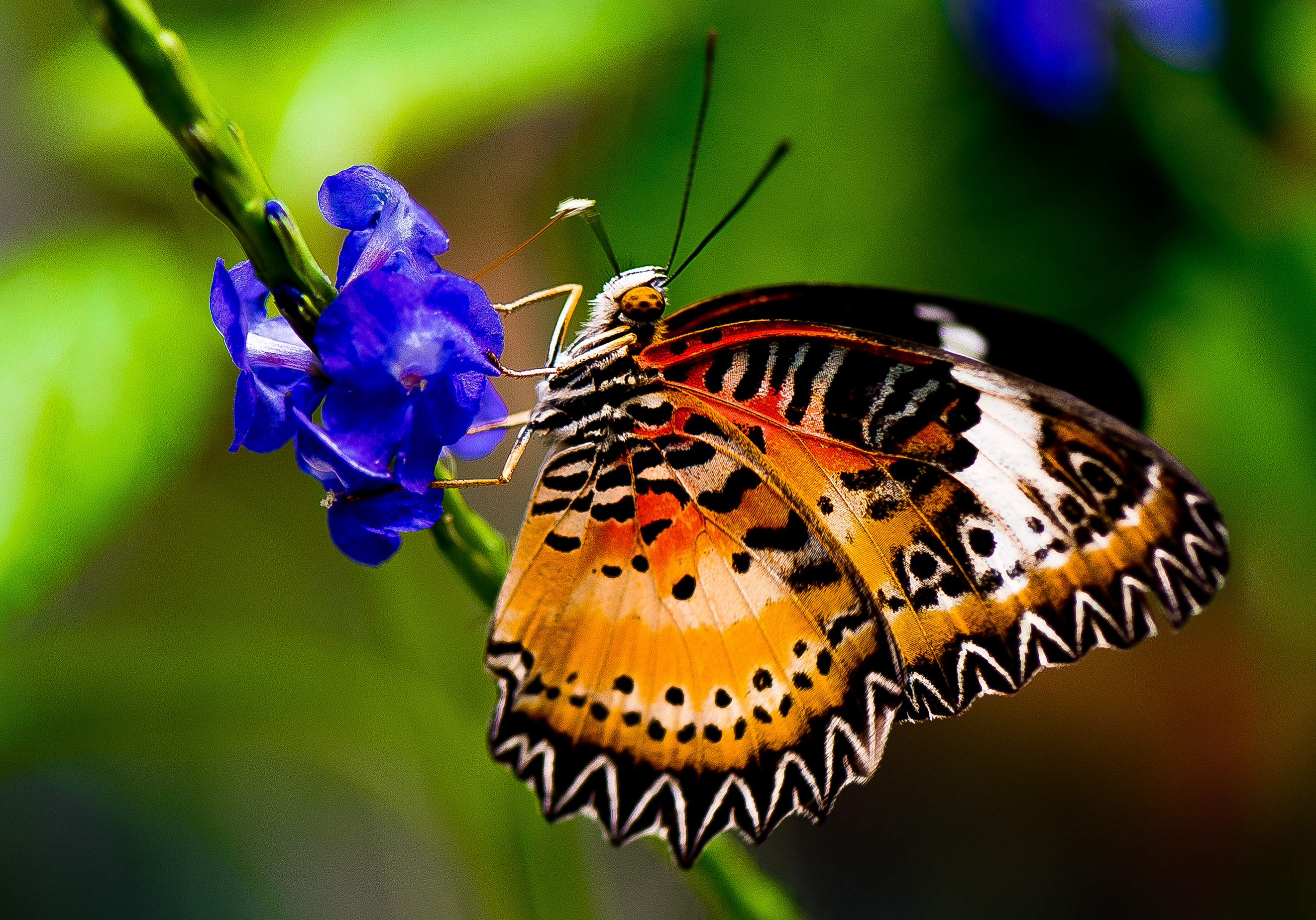 ButterflyBlueFlower2